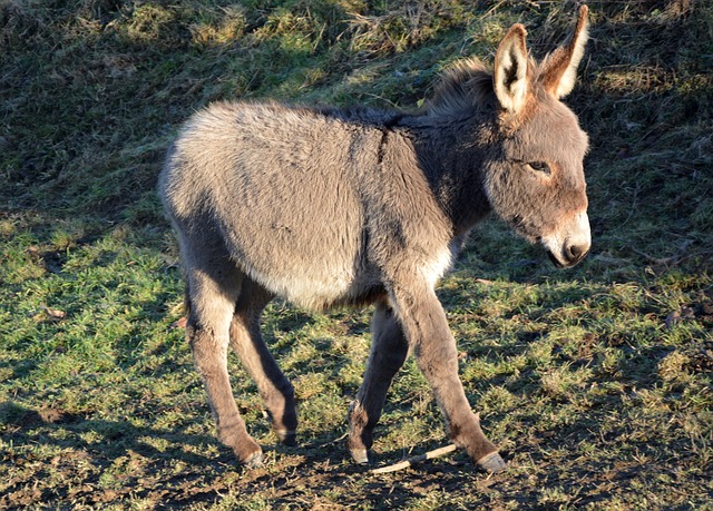Donkey