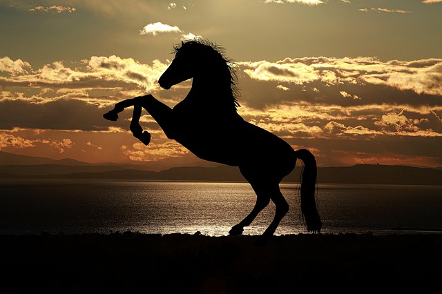 Beautiful Horse