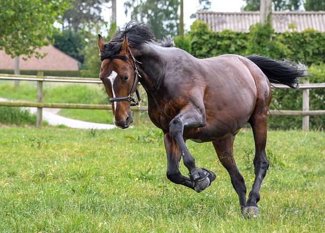 running horse