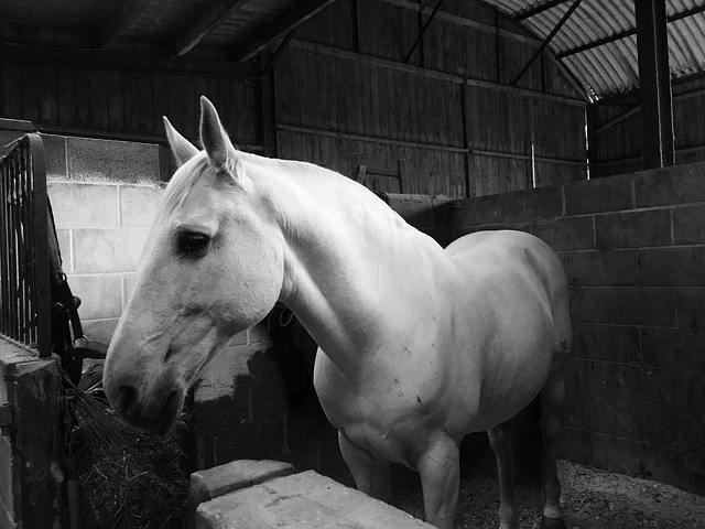 Lusitano 