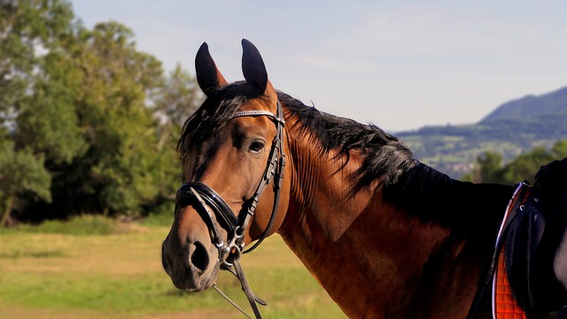 horse riding