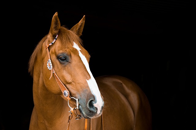 Pretty Horse