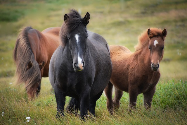 horses in field