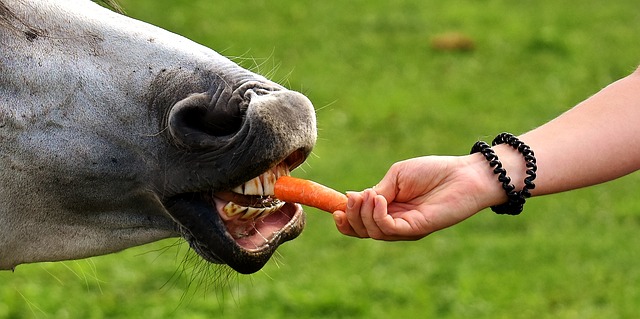 Horse Eating