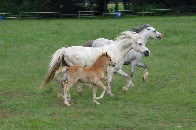 Welsh Ponies
