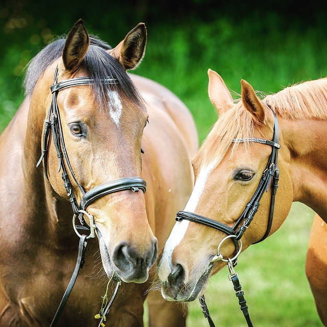 Horse Bridles