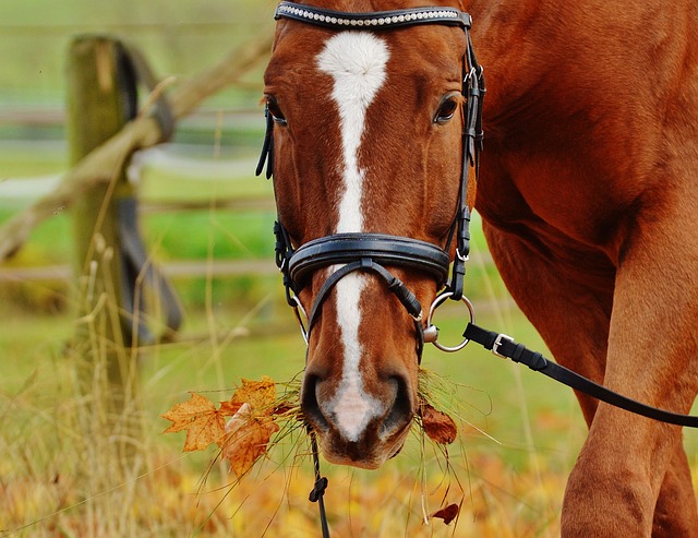 Horse Bridle