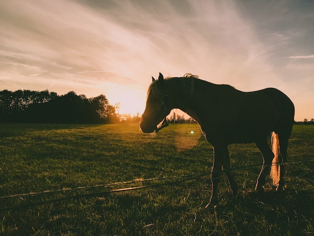 horse