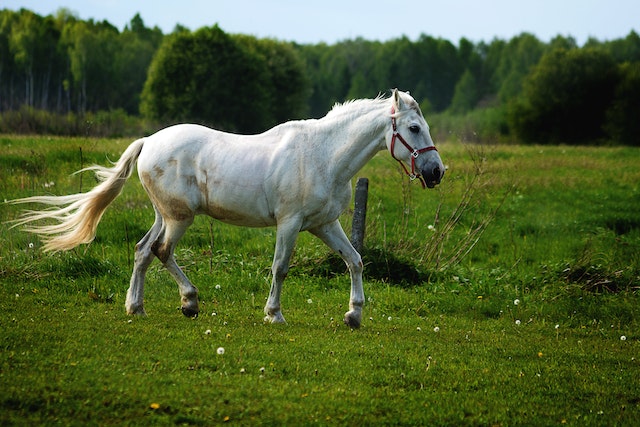 white horse
